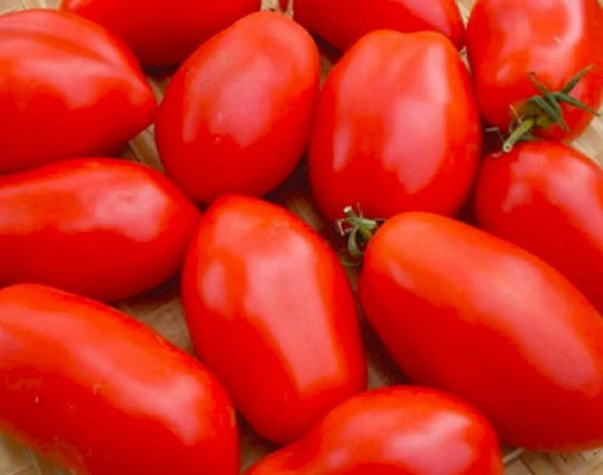 Napoli Tomato Seeds - 50+ Non-GMO Seeds for Home Garden - Solanum lycopersicum - Ideal for Sauces and Salads