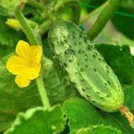 Organic Pickling Cucumber Seeds Pack of 100 Cucumis sativus Non-GMO USA Grown for Home Gardening