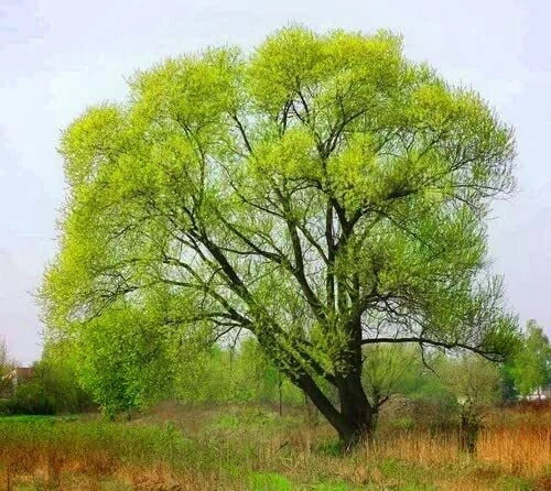Black Willow Tree Cuttings - 6 Pack - Salix nigra - Easy to Grow, Attractive Landscape Tree, Flexible Branches