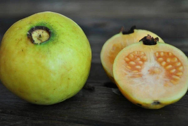 White Indian Guava Seeds Pack of 50+ | Psidium guajava Fruit Tree for Home Gardens & Backyard Orchards