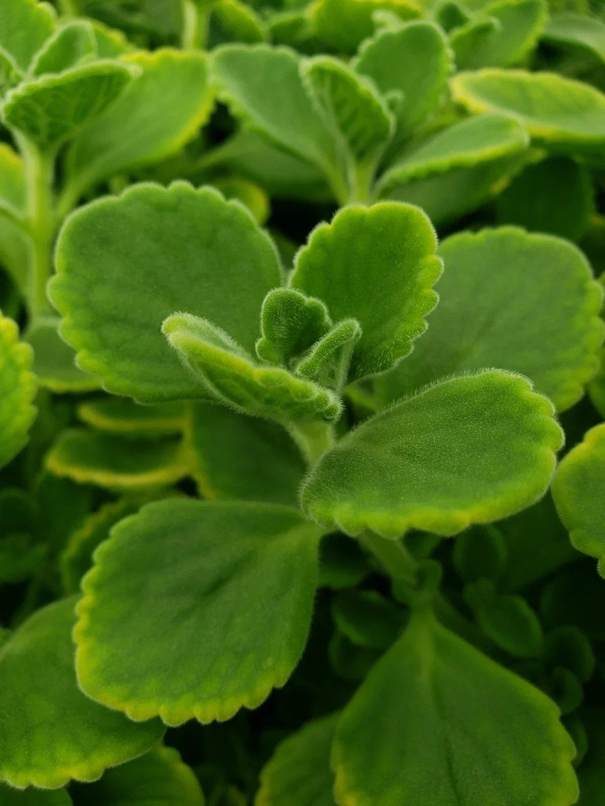 Cuban Oregano Cuttings - 10 Unrooted Herb Plants - Vicks Vapor Plant - Aromatic, Culinary & Health Benefits