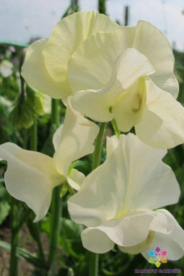 Sweet Pea Seeds 50+ Pack Cornish Cream Lathyrus odoratus Garden Flower Seeds for Trellises & Beds