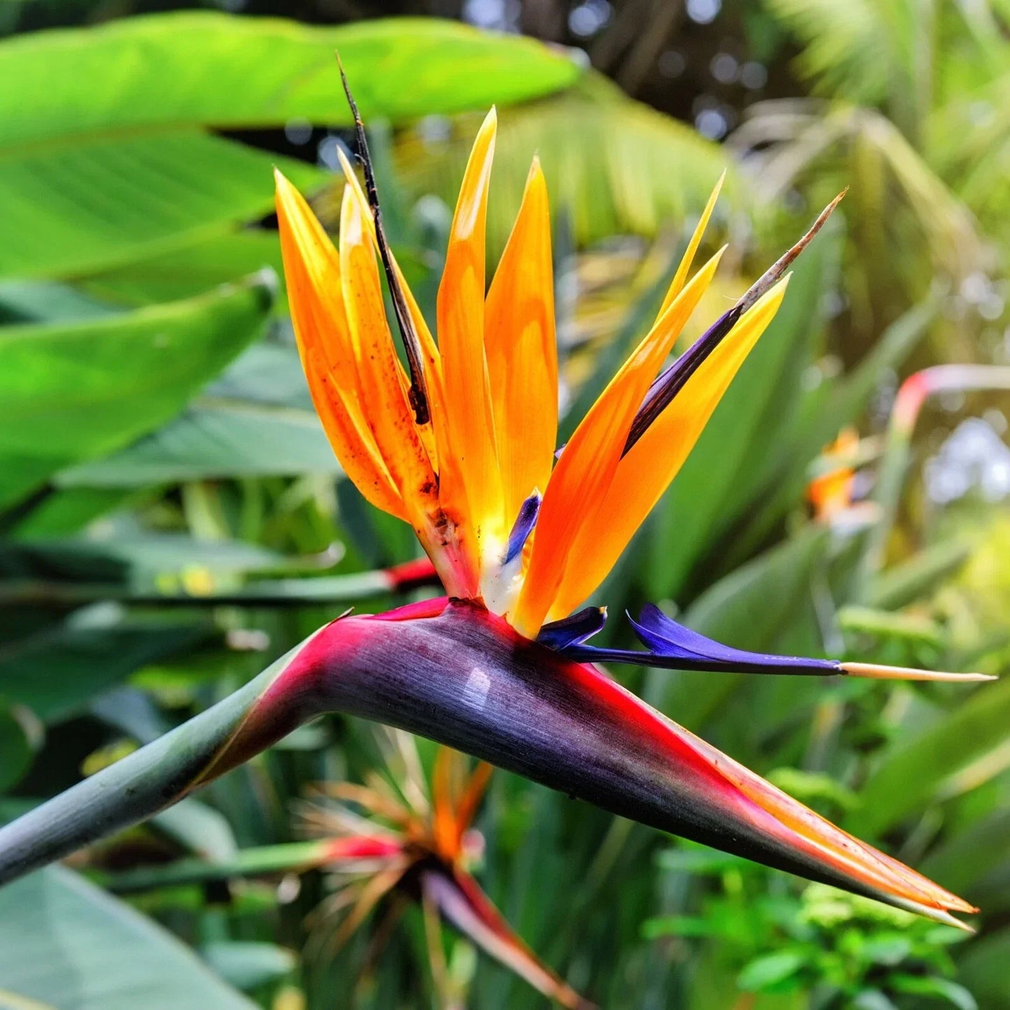 8in Organic Bird of Paradise Live Plant - Orange Flower Strelitzia reginae - Tropical Indoor Outdoor Plant