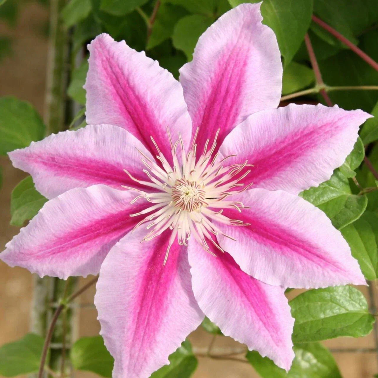 Rare Pink Clematis Seeds | Perennial Vining Flower Seeds | Clematis 'Pink Fantasy' for Gardens & Trellises