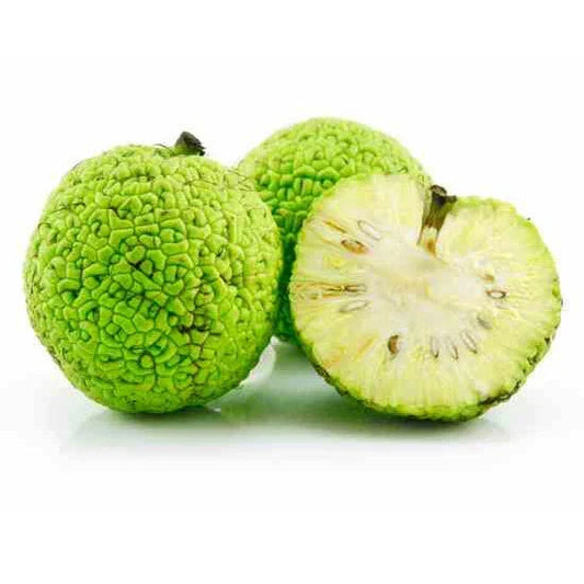 Osage Orange Seeds - 10 to 1000 Count - Hedge Apple Tree - Maclura pomifera - Natural Fencing & Wildlife Attractant Seed Packet