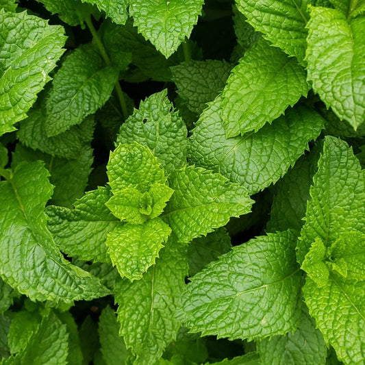 Live Peppermint Plants - 3 Bare Root Mentha piperita Aromatic Culinary Herb for Cooking & Tea