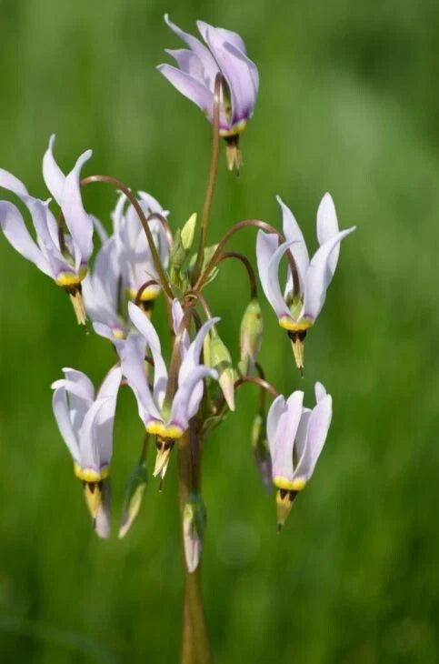 Wildflower Seeds - Midland Shooting Star (Dodecatheon meadia) - Native American Cowslip - 50+ Seeds for Pollinator Gardens