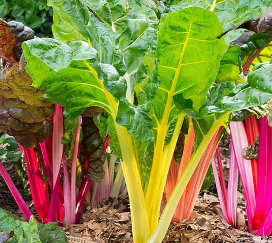 Northern Lights Swiss Chard Seeds | Rainbow Beta vulgaris var. cicla | Multicolored Stems, Non-GMO, Easy to Grow