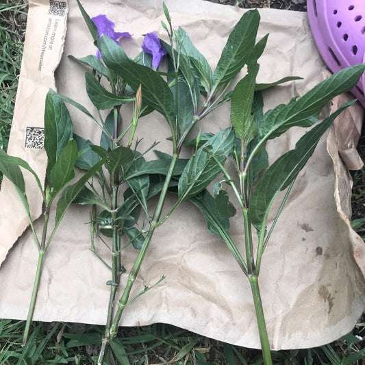 Mexican Petunias Cuttings - 4 Live Purple Ruellia simplex Plantlets for Garden or Indoor Growth