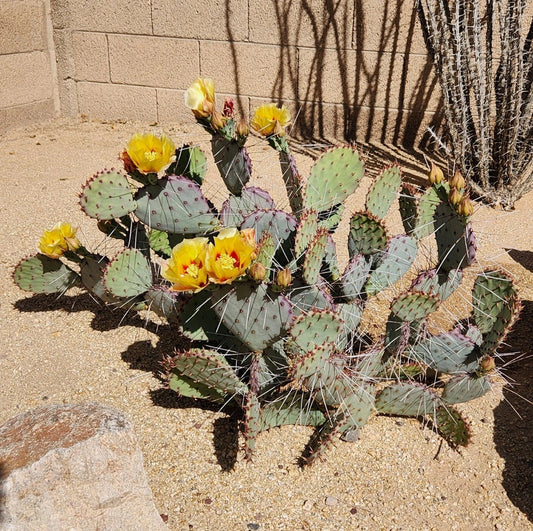 Opuntia Macrocentra Black Spine Prickly Pear Cactus Cutting Pad - Live Succulent Indoor Garden Decor