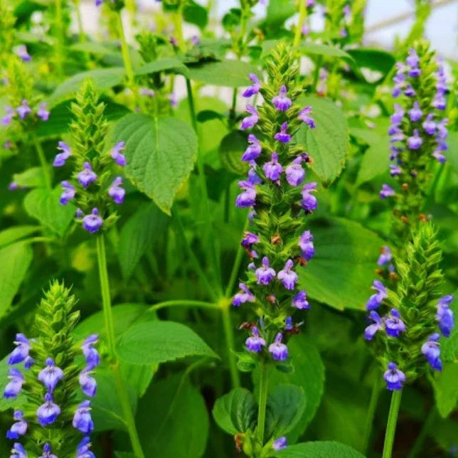 Chia Seeds Pack 500 Non-GMO Salvia hispanica Nutrient-Rich Superfood for Cooking & Gardening