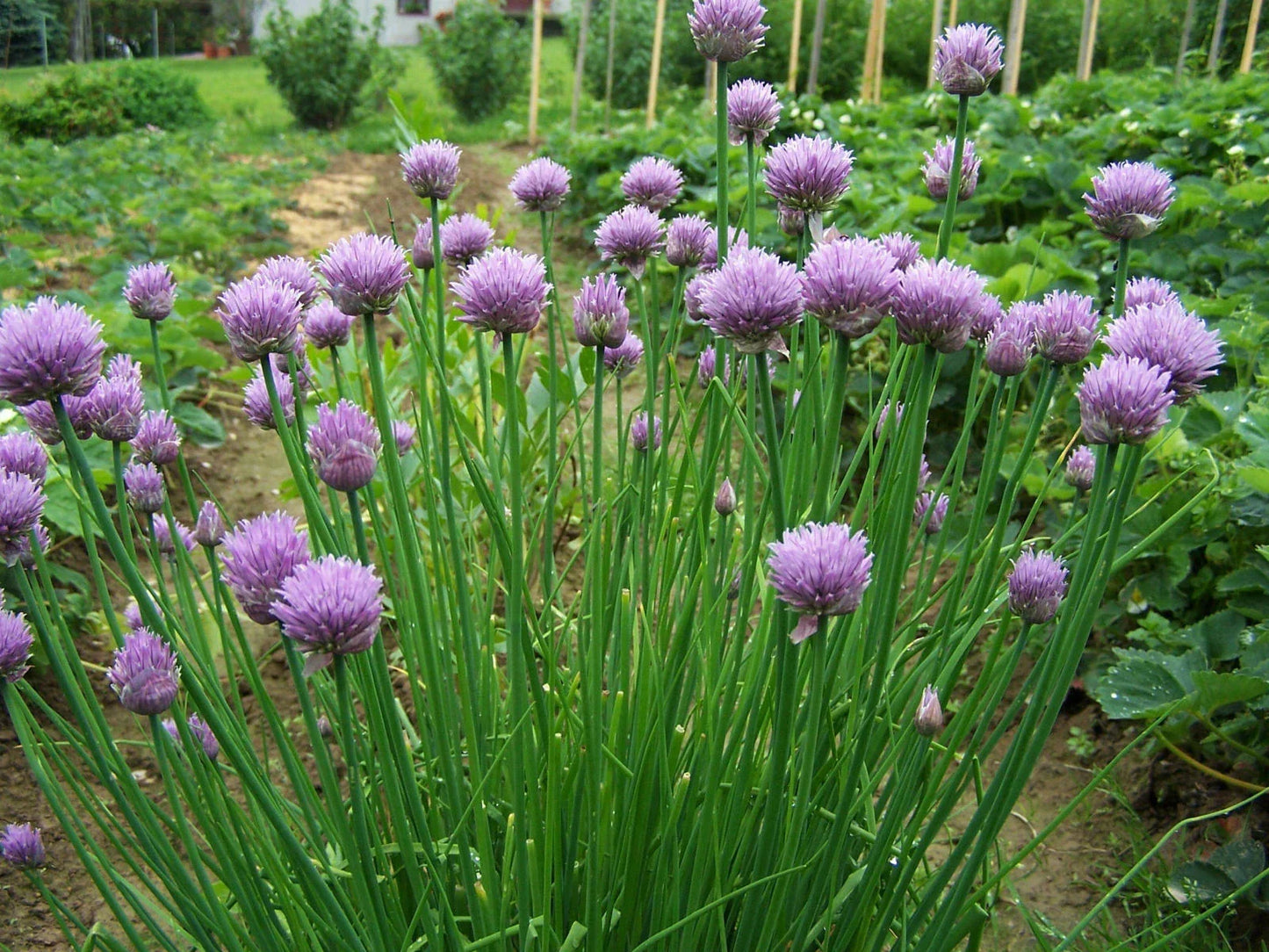 Chives Seeds - 500 Count, Allium schoenoprasum, Herb Garden Starter, Culinary Herb, Perennial, Indoor & Outdoor Gardening