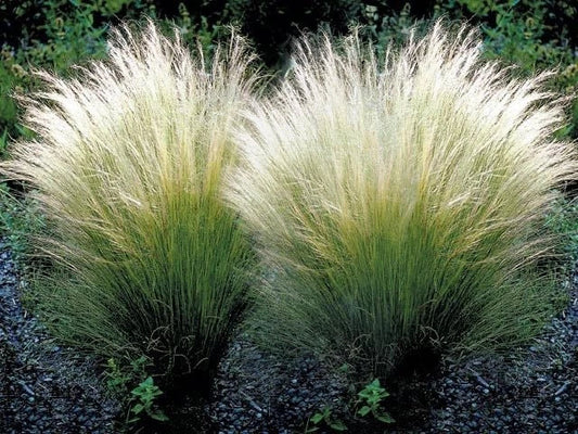 Mexican Feather Grass Live Starter Plant - Nasella tenuissima - Ornamental Grass for Garden, Landscape & Borders