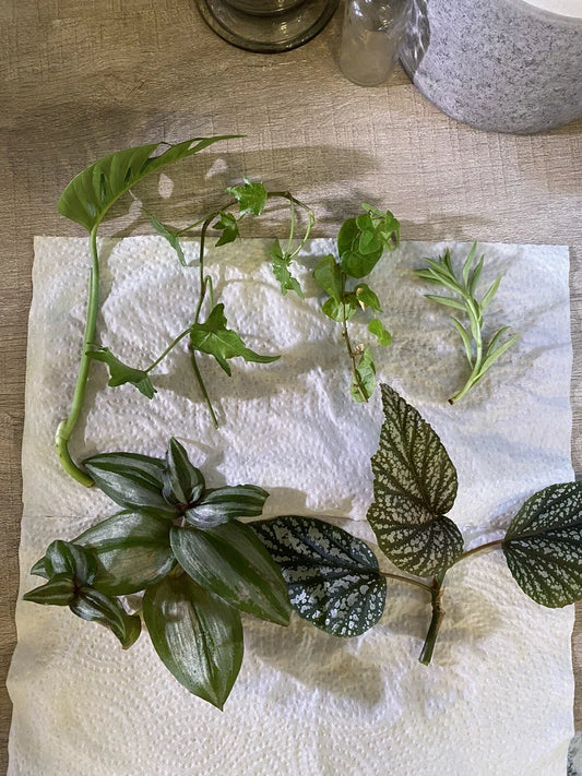Mystery House Plant Cuttings – 6 Pothos Assortment – Indoor Plants for Home Decor – Epipremnum aureum