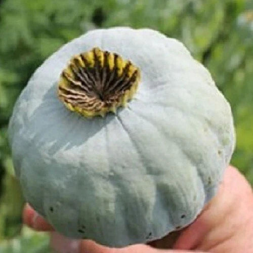 Giant Rattle Poppy Seeds 10,000 Count - Papaver somniferum - Large Blooms for Garden Planting