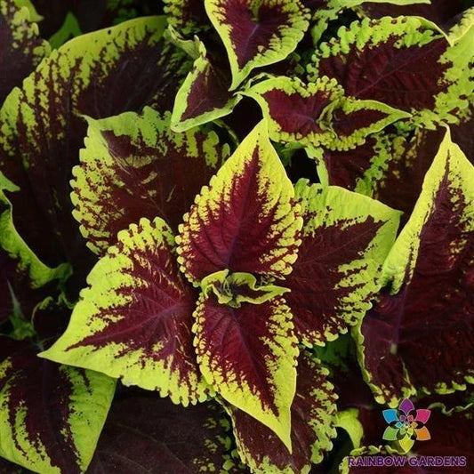 Kong Scarlet Coleus Seeds - 25+ Packets for Vibrant Red Foliage, Easy to Grow, Annual Plant, Solenostemon scutellarioides