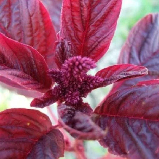 Amaranth Microgreens Seeds - Red Garnet Variety - Non-GMO Edible Seeds for Microgreens & Garden - Amaranthus cruentus