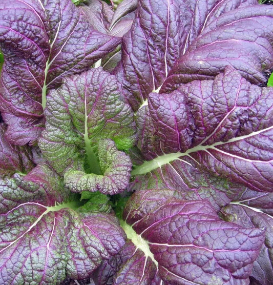 Osaka Purple Mustard Seeds 300+ Count | Asian Culinary Vegetable Brassica juncea for Garden Planting