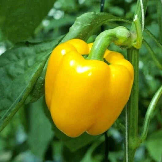 Sweet Canary Yellow Bell Pepper Seeds - Non-GMO Vegetable Seeds for Planting - Capsicum annuum
