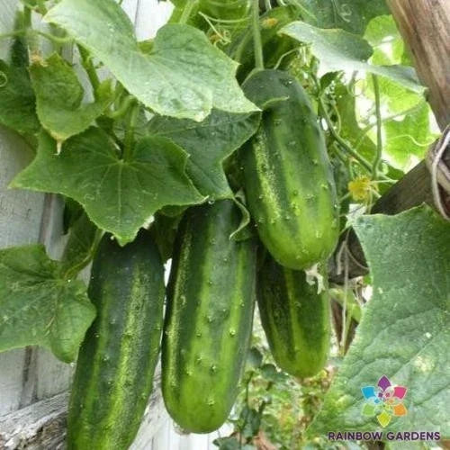 Organic Little Leaf Cucumber Seeds - 25+ Pack, Cucumis sativus, Compact Bush Vegetable for Home Gardens and Containers