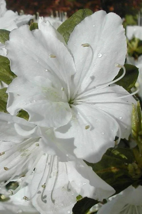 Azalea Starter Plant - Delaware Valley White - Deciduous Rhododendron - Pure White Flowers - Hardy in Zones 5-9