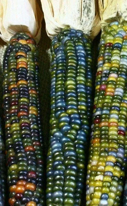 Ornamental Corn Seeds - Greenhorn Variety - Zea mays - Vibrant Color & Unique Kernels - Garden, Landscape, Fall Display Pack of 50