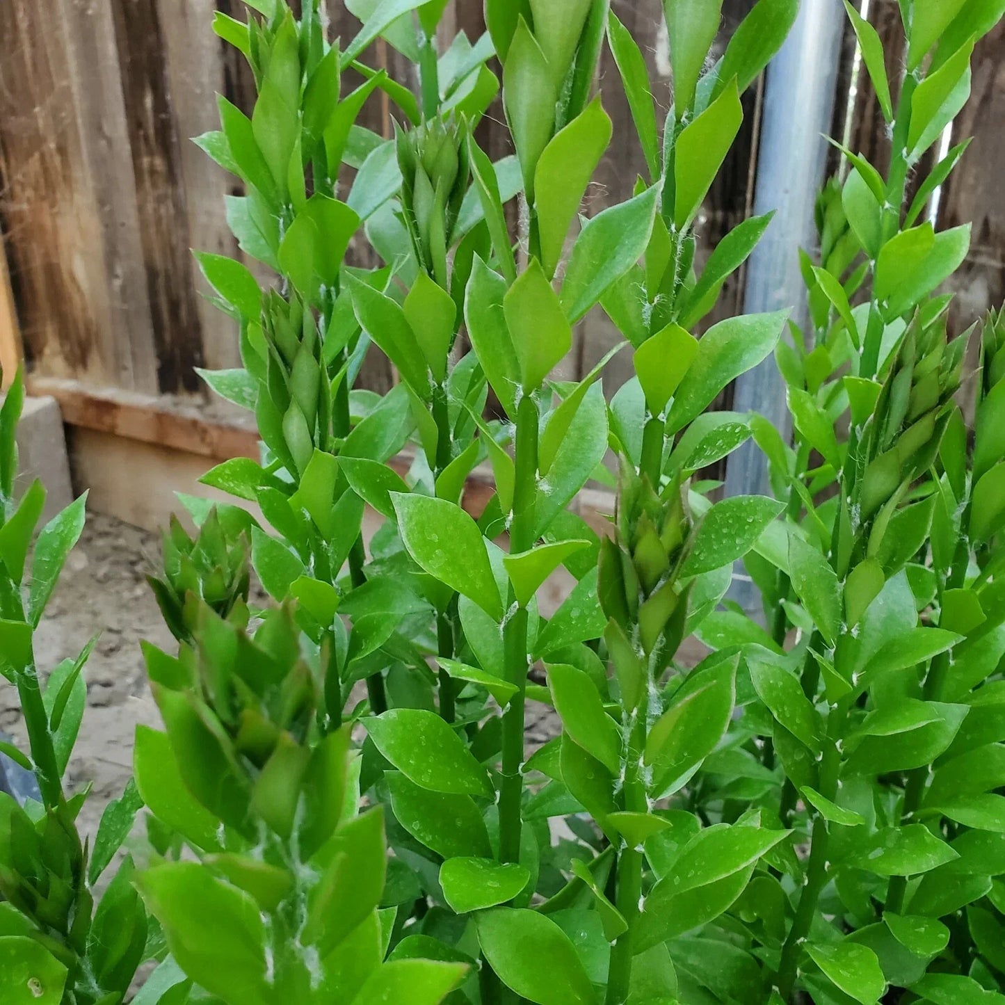 Pereskiopsis Spathulata Grafting Stock Cuttings - 4-5 Inches - Qty 20 for Cacti Propagation and Succulent Growth