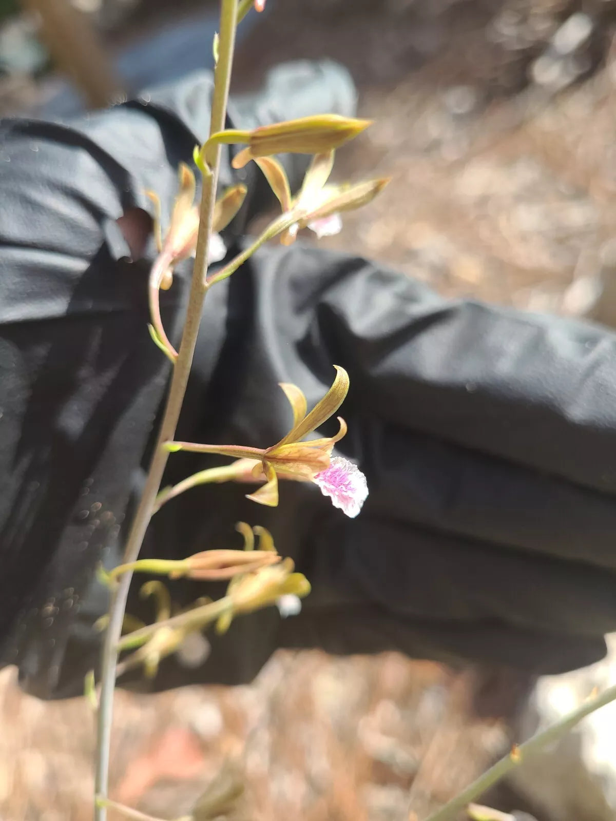 Blooming Size Eulophia Graminea Mini Orchid - Chinese Crown Orchid - Exotic Houseplant for Indoor & Outdoor Gardens
