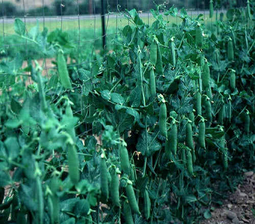 Lincoln Pea Seeds - 100 Count Organic, High-Yielding Pisum sativum Climbing Seeds for Home Gardens and Small Farms