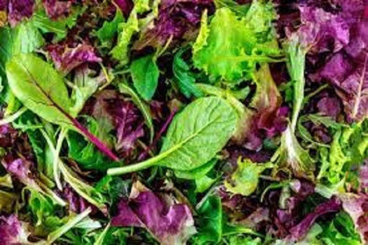 Organic Heirloom Mesclun Lettuce Seed Mix - Gourmet Salad Greens for Home Gardening - Lactuca sativa