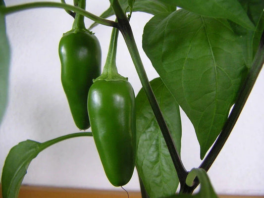 Jalapeno Hot Spicy Pepper Seeds Non-GMO Vegetable Garden Seeds Capsicum annuum Packet of Seeds