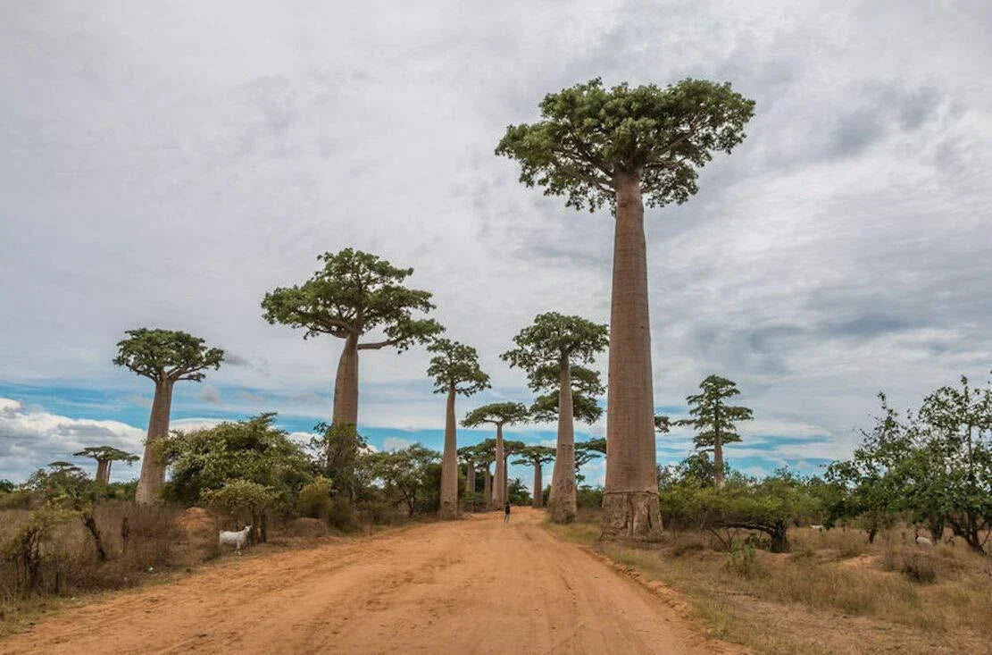 Baobab Tree Seeds - Capricata Variety - Rare Tropical Seeds for Adansonia Digitata - Unique Bottle-Shaped Trunk