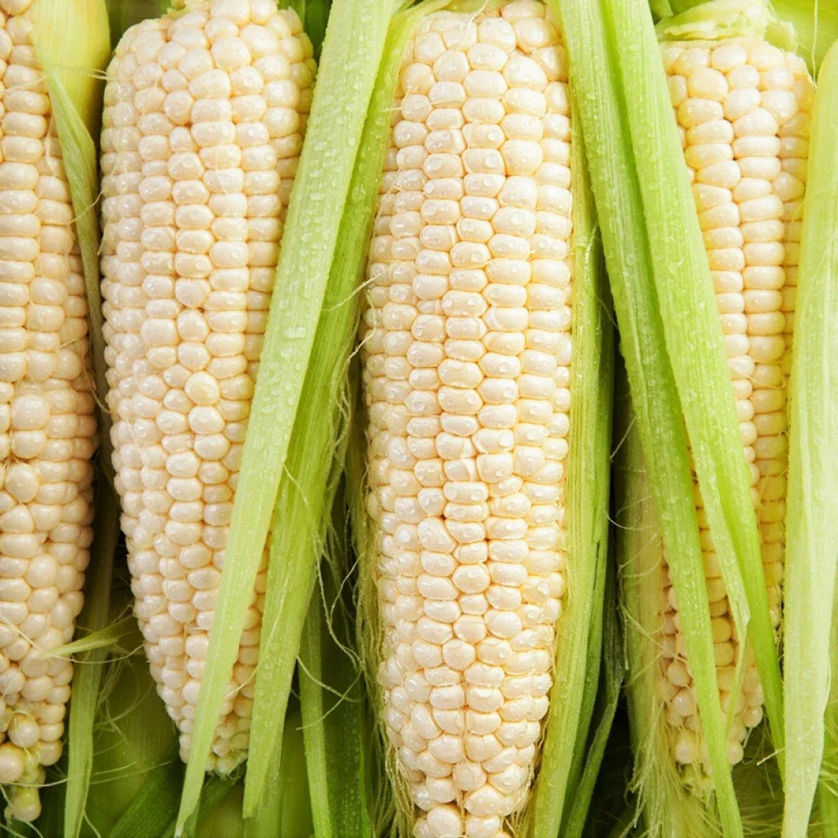 Bulk Silver Queen Sweet Corn Seeds - Zea mays, Treated, Full Sun, Bulk Packaging, Fast Shipping