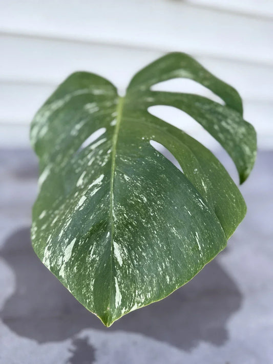 Monstera Albo Borsigiana Cutting - Rare Variegated Houseplant for Indoor Decor - Live Plant for Indoor Gardening