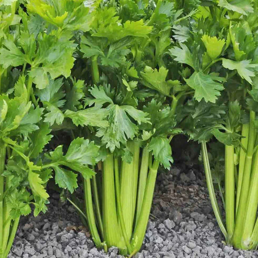 Improved Celery Seeds Pack – Tall Utah 52-70R Apium Graveolens Heirloom Vegetable Seeds for Gardening 2025