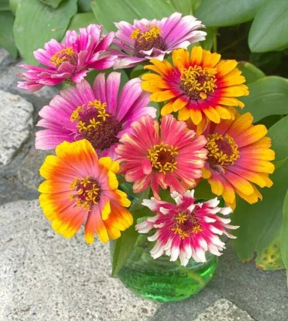 Zinnia Seeds - 100+ Carrousel Mixed Variety for Garden Planting - Zinnia elegans - Bright Colors, Pollinator Attracting