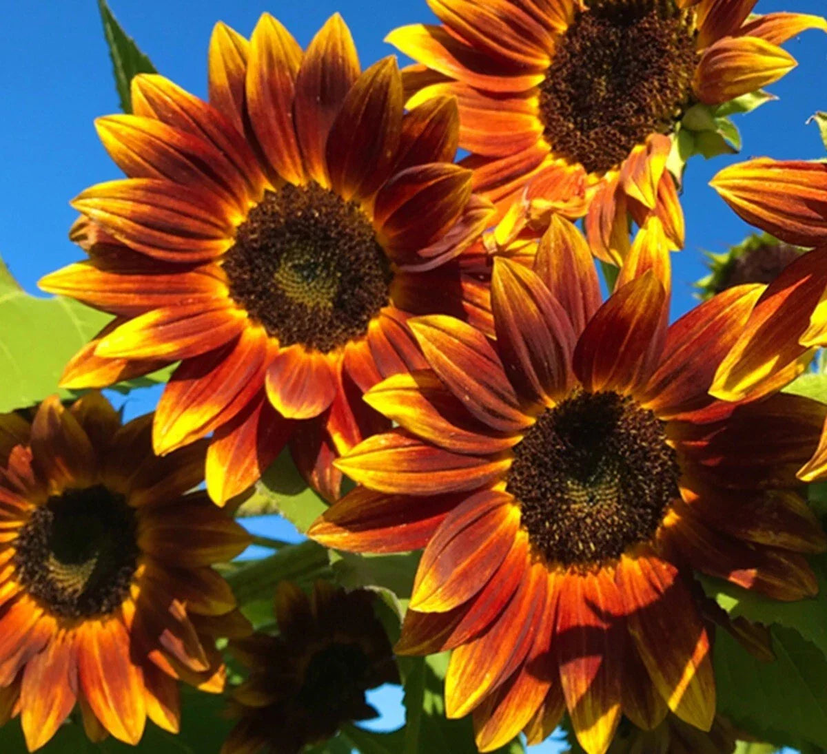 Heirloom Sunflower Seeds - 50 Count - Earthwalker Variety - Helianthus annuus - Non-GMO Open-Pollinator