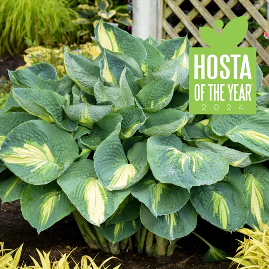 Hosta Plant 5.25" Pot Shadowlands Hudson Bay Perennial for Shade, Hardy Foliage, Proven Winners, Garden Plant