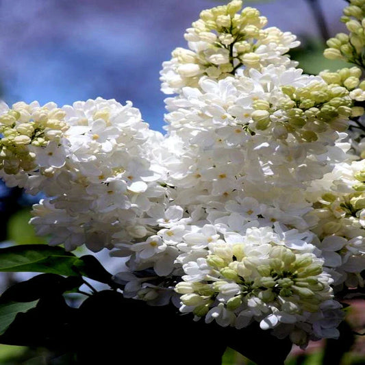 Japanese White Lilac Tree Seeds - Syringa reticulata, Fragrant White Blooms, Cold Hardy Flower Plant for Gardens, Attracts Butterflies & Hummingbirds