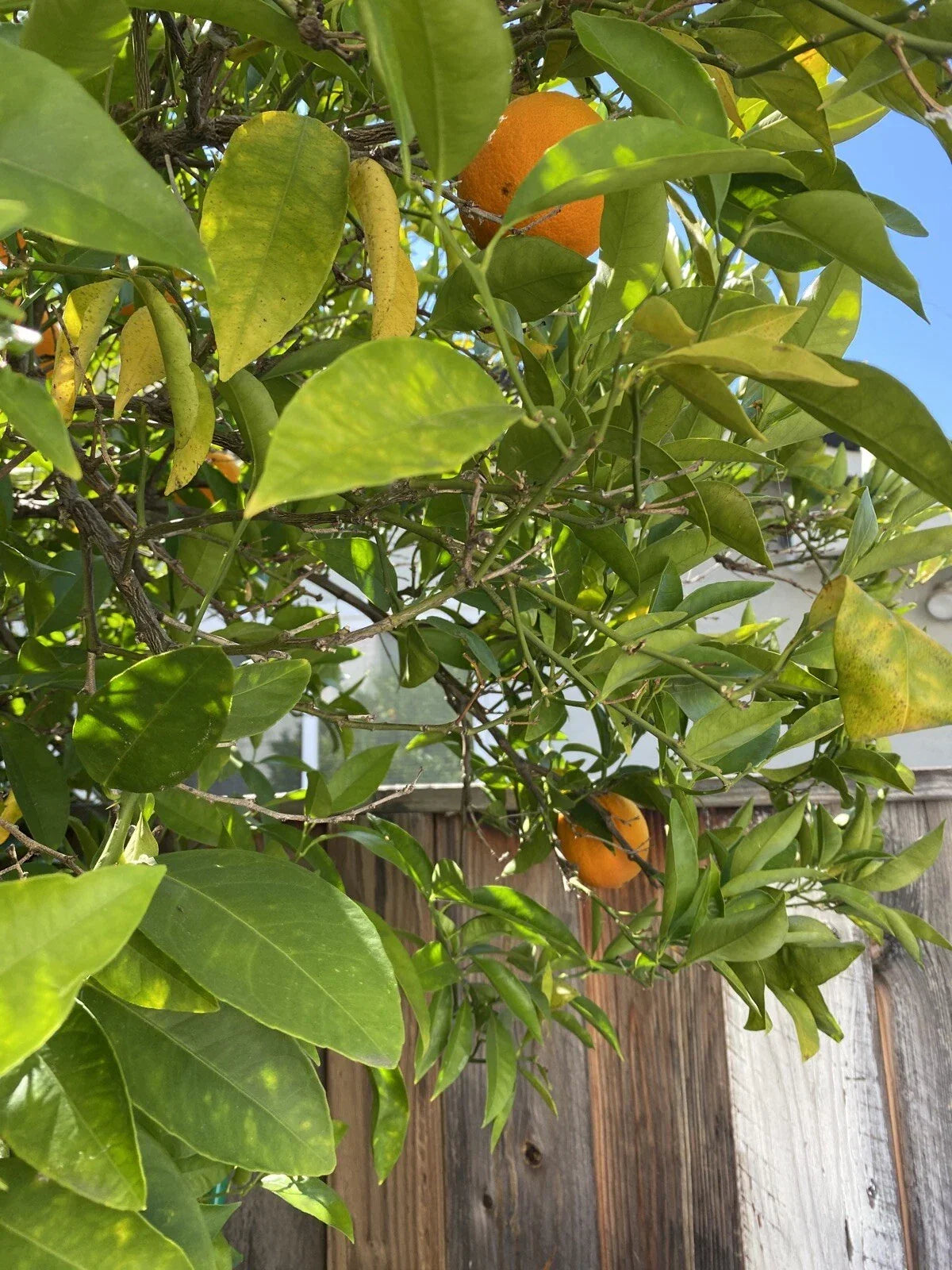 Washington Navel Orange Cuttings - 6 Un-rooted Propagation Plants - Citrus sinensis - Sweet, Seedless Fruit, Home Garden, Orchard Planting