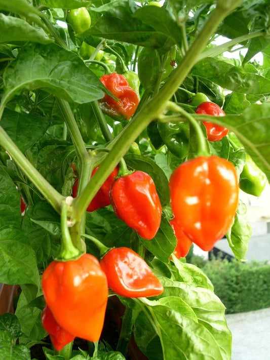 Habanero Pepper Seeds - Super Hot, Non-GMO, Capsicum chinense, Spicy Hot Peppers for Cooking & Hot Sauces