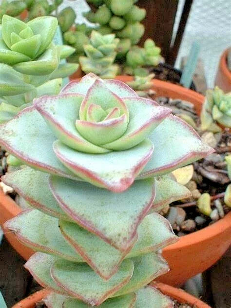 Succulent Plants - 2-Inch Crassula Perforata (String of Buttons) - Live Rooted Succulents for Indoor & Outdoor Gardens