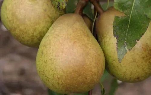Josephine de Malines Pear Seeds - 25+ Pyrus communis Fruit Tree Seeds for Garden Planting, Deciduous, Juicy Pears
