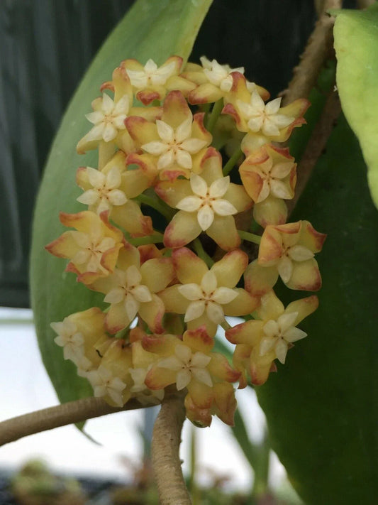 Hoya Crassicaulis Plant in 3-Inch Pot, Rare Tropical Houseplant, Easy Care Indoor Plant, Rooted Hoya for Collectors