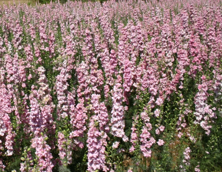 Rocket Larkspur Seeds - 500 Non-GMO Pink Pastel Flowers for Pollinators - Delphinium ajacis