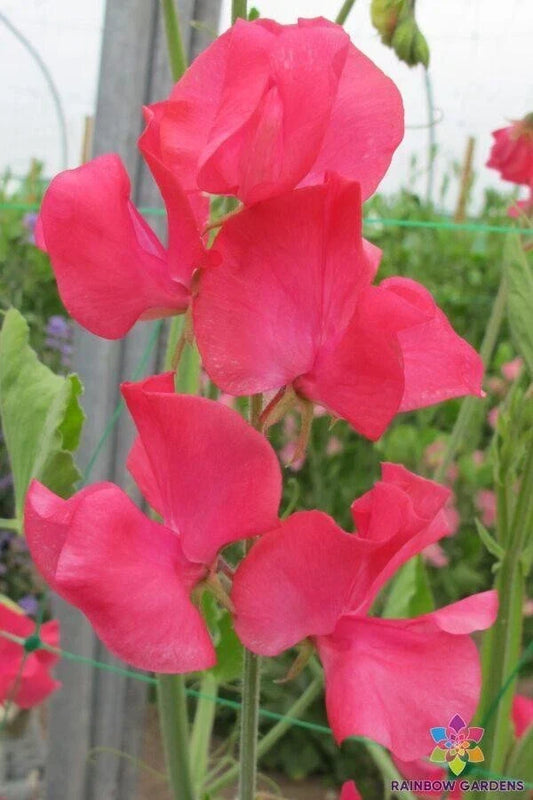 Nozaki Cerise Sweet Pea Seeds - 50+ Pack for Garden Climbing Vine, Fragrant Lathyrus odoratus, Vibrant Pink Flowers, USA Grown