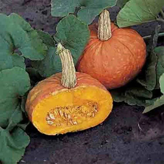 Mooregold Winter Squash Seeds – Cucurbita maxima – Heirloom, Non-GMO, Full Sun, Bountiful Harvest, Gardening, Vegetable Seeds