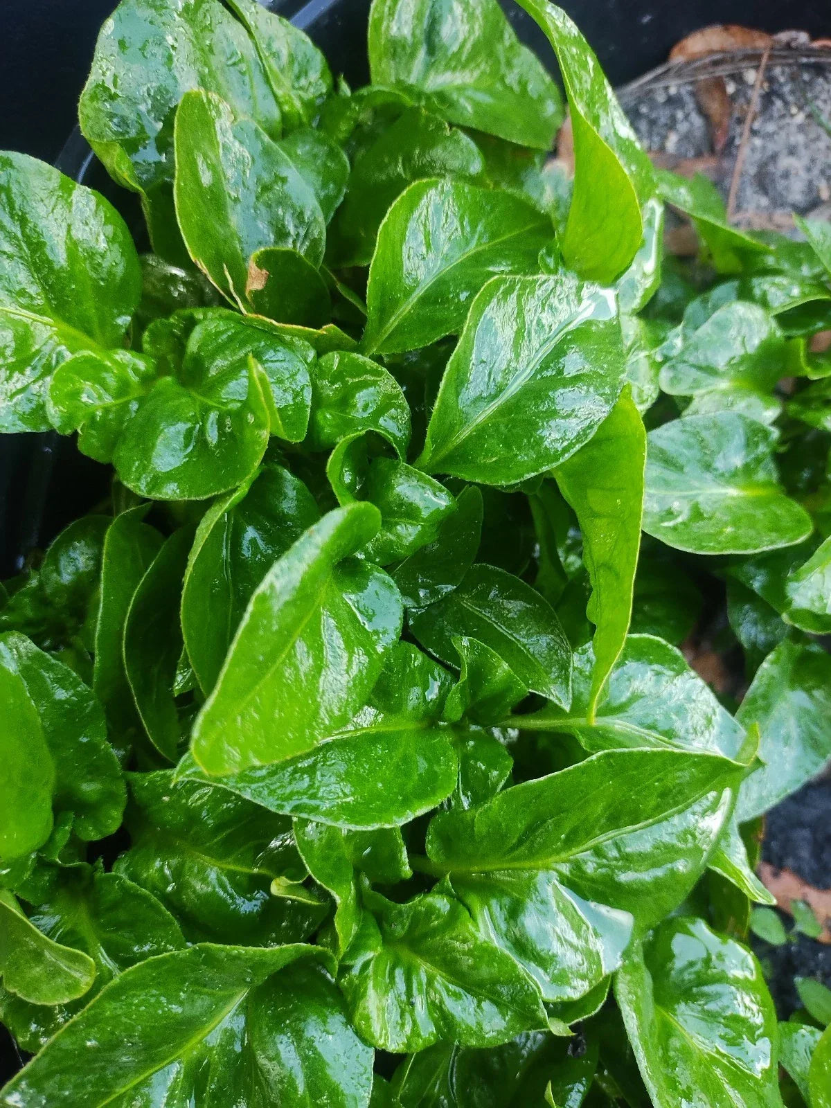 Brazilian Spinach Cuttings - 6 Samba Lettuce Sissoo Spinach Plants, Lush Foliage, Easy to Grow, Edible Greens, Alternanthera sissoo