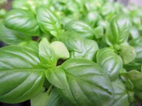 Sweet Genovese Basil Seeds, Heirloom Non-GMO, 500 Seeds, Culinary Herb, Aromatic Spice, Ocimum basilicum