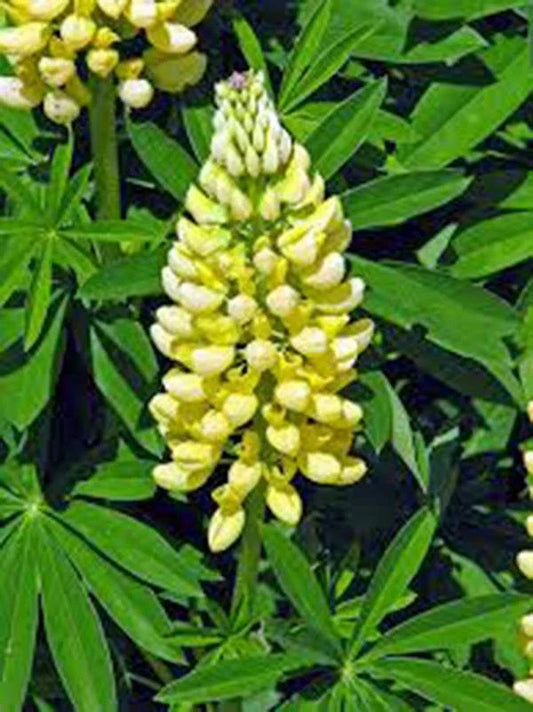 Lupine Seeds 500 Count Golden Yellow Flowers Lupinus polyphyllus for Garden Borders Wildflower Planting